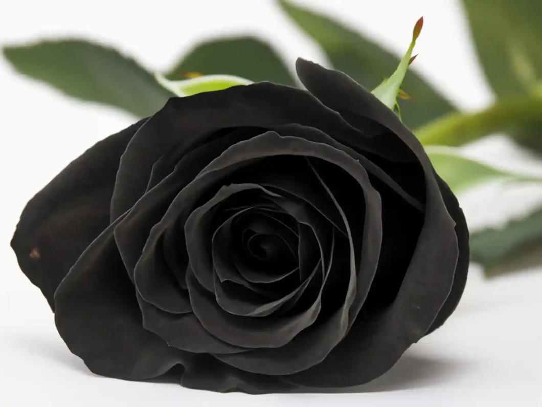 schwarze Rose