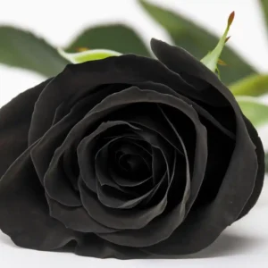 schwarze Rose